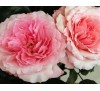 Роза Майра ( Mayra's Rose)